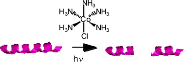 Graphical abstract: Inorganic photochemical protein scissors: photocleavage of lysozyme by Co(III) complexes