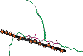 Graphical abstract: A three-branched DNA template for carbon nanotube self-assembly into nanodevice configuration