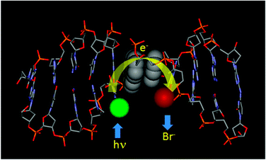 Graphical abstract: Electron transfer through a stable phenanthrenyl pair in DNA