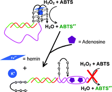 Graphical abstract: Rational design of an optical adenosine sensor by conjugating a DNA aptamer with split DNAzyme halves
