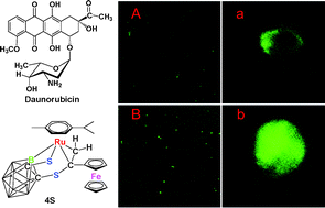 Graphical abstract: Addition of ethynylferrocene to transition-metal complexes containing a chelating 1,2-dicarba-closo-dodecaborane-1,2-dichalcogenolate ligand—in vitro cooperativity of a ruthenium compound on cellular uptake of an anticancer drug