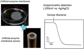 Graphical abstract: Artificial-enzyme gel membrane-based biosurveillance sensor with high reproducibility and long-term storage stability