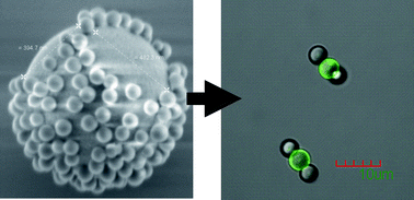 Graphical abstract: In-solution assembly of colloidal water