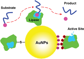 Graphical abstract: An enzymatic kinetics investigation into the significantly enhanced activity of functionalized gold nanoparticles