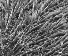 Graphical abstract: Formation of antimony sulfide powders and thin films from single-source antimony precursors