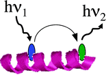 Graphical abstract: Towards building artificial light harvesting complexes: enhanced singlet–singlet energy transfer between donor and acceptor pairs bound to albumins