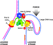 Graphical abstract: Replisome dynamics and use of DNA trombone loops to bypass replication blocks