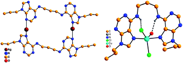 Graphical abstract: Contrasting crystallographic signatures of Ag(i)- and Cu(ii)-N6,N6′- bisadenine complexes: extended vs. foldback geometries