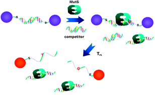 Graphical abstract: Detection of mismatched DNAsvia the binding affinity of MutS using a gold nanoparticle-based competitive colorimetric method