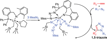 Graphical abstract: Rare-earth metal complexes stabilized by amino-phosphine ligand. Reaction with mesityl azide and catalysis of the cycloaddition of organic azides and aromatic alkynes