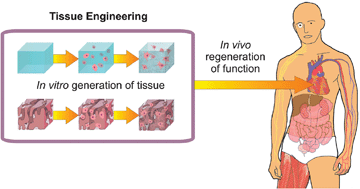 Graphical abstract: Synthetic polymer scaffolds for tissue engineering