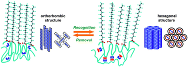 Graphical abstract: Reversible molecular recognition–removal cycles at a thymine-containing ionically crosslinked polyallylamine film