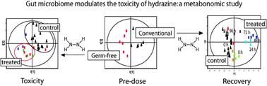 Graphical abstract: Gut microbiome modulates the toxicity of hydrazine: a metabonomic study