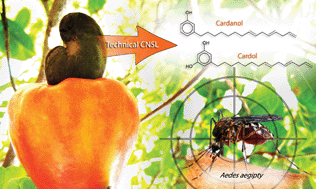 Graphical abstract: Study of technical CNSL and its main components as new green larvicides