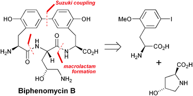 Graphical abstract: Flexible total synthesis of biphenomycin B