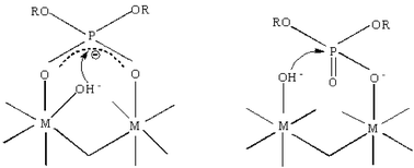 Graphical abstract: DNA hydrolytic cleavage catalyzed by synthetic multinuclear metallonucleases