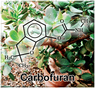 Graphical abstract: Use of simultaneous dual-probe microdialysis for the determination of pesticide residues in a jade plant (Crassula ovata)