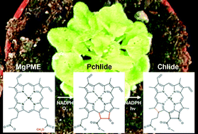 Graphical abstract: Non-invasive method for in vivo detection of chlorophyll precursors