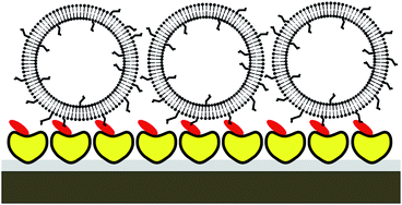 Graphical abstract: Intact lipid vesicles reversibly tethered to a bacterial S-layer protein lattice