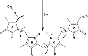 Graphical abstract: On the primary event of phytochrome: quantum chemical comparison of photoreactions at C4, C10 and C15