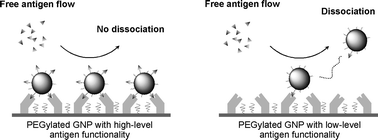 Graphical abstract: Binding enhancement of antigen-functionalized PEGylated gold nanoparticles onto antibody-immobilized surface by increasing the functionalized antigen using α-sulfanyl-ω-amino-PEG