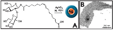 Graphical abstract: A direct method for the preparation of glycolipid–metal nanoparticle conjugates: sophorolipids as reducing and capping agents for the synthesis of water re-dispersible silver nanoparticles and their antibacterial activity