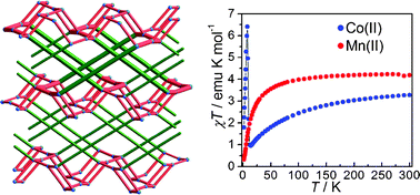 Graphical abstract: Isomorphous CoII and MnII materials of tetrazolate-5-carboxylate with an unprecedented self-penetrating net and distinct magnetic behaviours