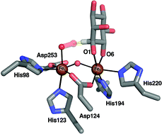 Graphical abstract: myo-Inositol oxygenase: a radical new pathway for O2 and C–H activation at a nonheme diiron cluster