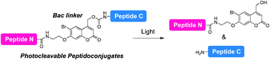 Graphical abstract: A bromocoumarin-based linker for synthesis of photocleavable peptidoconjugates with high photosensitivity