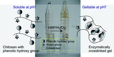 Graphical abstract: Novel chitosan derivative soluble at neutral pH and in-situ gellable via peroxidase-catalyzed enzymatic reaction