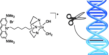 Graphical abstract: Synthesis and DNA cleavage activity of a bifunctional intercalator-linked copper(ii)macrocycle