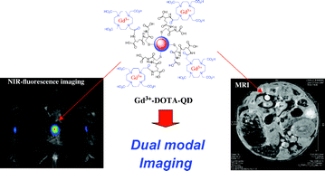 Graphical abstract: Gd3+-functionalized near-infrared quantum dots for in vivo dual modal (fluorescence/magnetic resonance) imaging