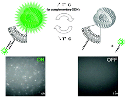 Graphical abstract: Sensitive liposomes encoded with oligonucleotide amphiphiles: a biocompatible switch