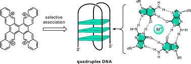 Graphical abstract: Diazonia- and tetraazoniapolycyclic cations as motif for quadruplex-DNA ligands