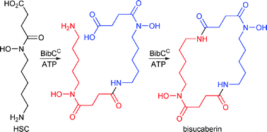 Graphical abstract: Bisucaberin biosynthesis: an adenylating domain of the BibC multi-enzyme catalyzes cyclodimerization of N-hydroxy-N-succinylcadaverine