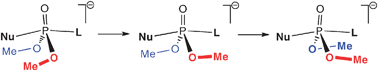 Graphical abstract: Stepwise walden inversion in nucleophilic substitution at phosphorus