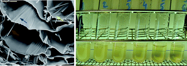 Graphical abstract: Controlled formation of the anhydrous polymorph of ciprofloxacin crystals embedded within chitosan scaffolds: study of the kinetic release dependence on crystal size