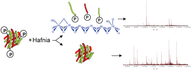 Graphical abstract: Enrichment/isolation of phosphorylated peptides on hafnium oxide prior to mass spectrometric analysis