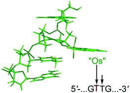 Graphical abstract: Heterogeneity of osmium oxidation efficiency at consecutive thymines