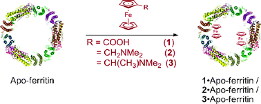 Graphical abstract: Noncovalent insertion of ferrocenes into the protein shell of apo-ferritin