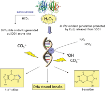 Graphical abstract: DNA oxidation, strand-breaks and etheno-adducts formation promoted by Cu, Zn-superoxide dismutase–H2O2 in the presence and absence of bicarbonate