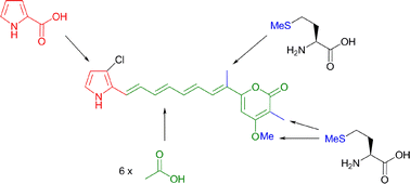 Graphical abstract: Biosynthesis of pyrrolylpolyenes in Auxarthron umbrinum