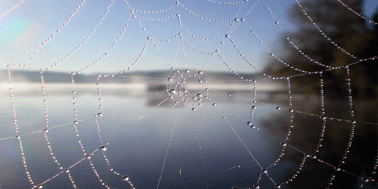 Graphical abstract: Hierarchical structures made of proteins. The complex architecture of spider webs and their constituent silk proteins