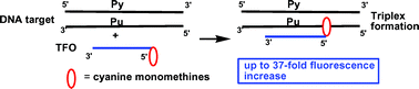 Graphical abstract: Targeting DNA with “light-up” pyrimidine triple-helical forming oligonucleotides conjugated to stabilizing fluorophores (LU-TFOs)