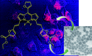 Graphical abstract: Synthesis and nanoparticle encapsulation of 3,5-difuranylvinyl-boradiaza-s-indacenes for near-infrared fluorescence imaging