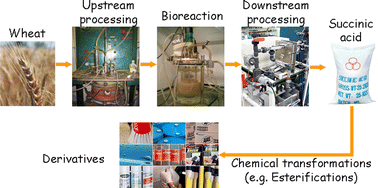 Graphical abstract: Chemical transformations of succinic acid recovered from fermentation broths by a novel direct vacuum distillation-crystallisation method