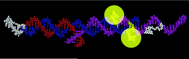 Graphical abstract: Rapid typing of STRs in the human genome by HyBeacon® melting