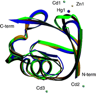 Graphical abstract: Structural probing of Zn(ii), Cd(ii) and Hg(ii)binding to human ubiquitin