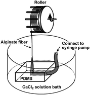 Graphical abstract: Generation of alginate microfibers with a roller-assisted microfluidic system