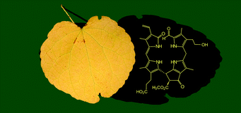 Graphical abstract: A yellow chlorophyll catabolite is a pigment of the fall colours
